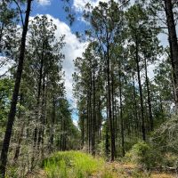 43 Acres T-7 Kelley Road images 5