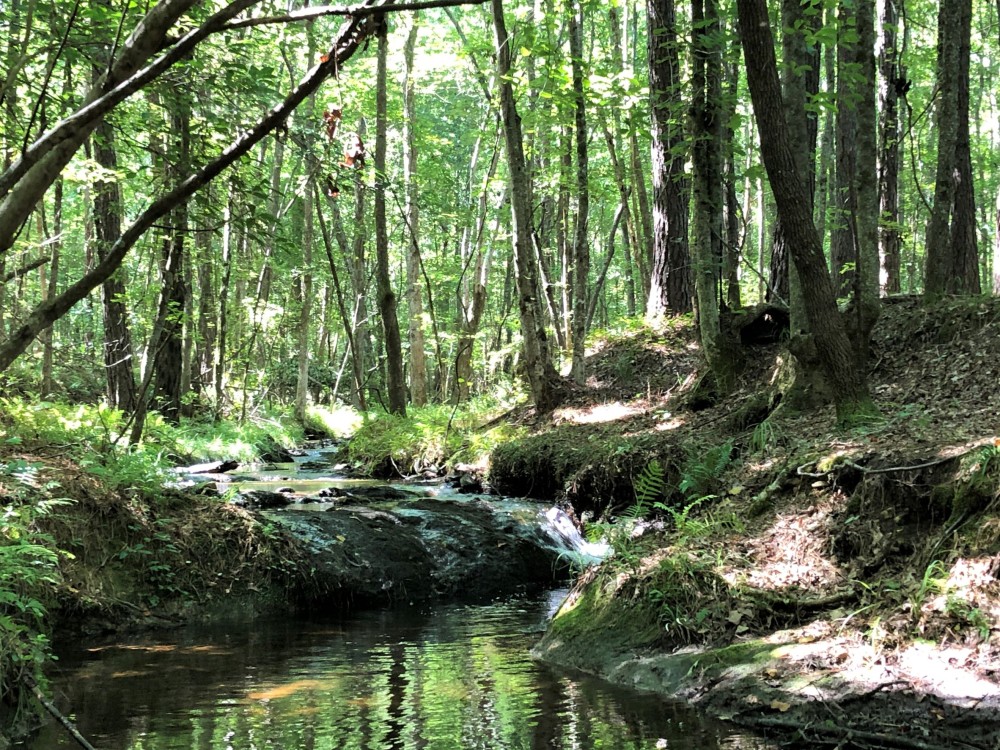 REDUCED 38 Acre Home Site and Hunting featured image