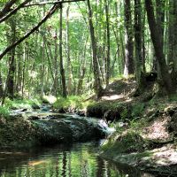 REDUCED 38 Acre Home Site and Hunting