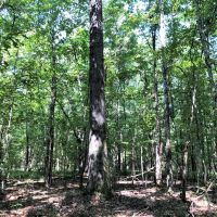REDUCED 38 Acre Home Site and Hunting images 2