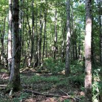REDUCED 38 Acre Home Site and Hunting images 3