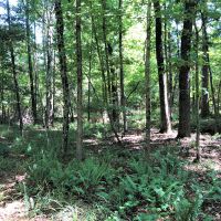 REDUCED 38 Acre Home Site and Hunting images 4