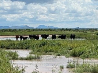 80 ac. Elfrida Farm Ground featured image