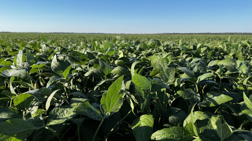 464 acre Phillips County Farm featured image