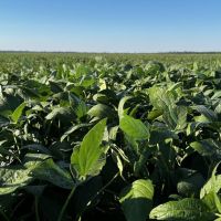 464 acre Phillips County Farm
