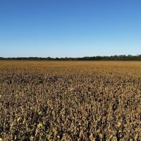 464 acre Phillips County Farm images 2