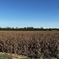 464 acre Phillips County Farm images 4