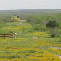 Webb County 6500 Acres South Texas Deer Lease w/ Camp House and RV Hook - ups