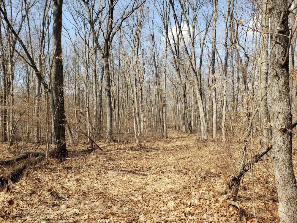 Hidden jewel 67 - acres near Lawton MI. featured image