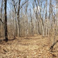 Hidden jewel 67 - acres near Lawton MI.