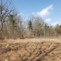 Hidden jewel 67 - acres near Lawton MI. images 2