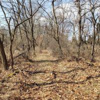 Hidden jewel 67 - acres near Lawton MI. images 3