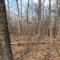 Hidden jewel 67 - acres near Lawton MI. images 4