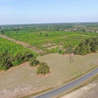 REDUCED 75 acres of Hunting Recreational Property For Sale in Marlboro County SC images 4