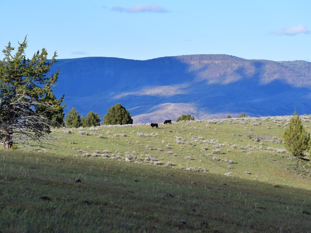 John Day Breaks Pasture featured image