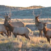 O Connor Ranch images 4