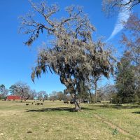 Watson Ranch 275 images 5