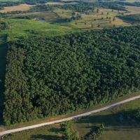 Hutton Valley Timber Tract