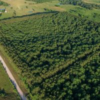 Hutton Valley Timber Tract images 2