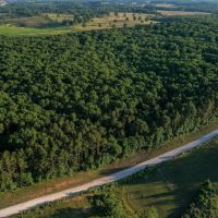 Hutton Valley Timber Tract images 5