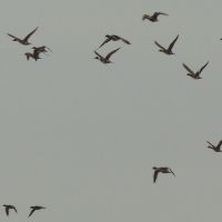 Duck , Quail & Dove Hunting