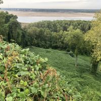Chickasaw Bluff images 5