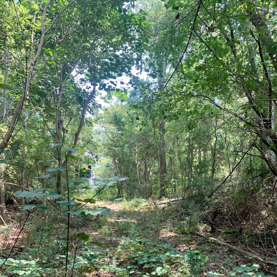 38 Acres Washington Parish featured image