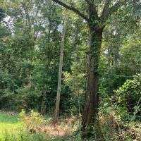 38 Acres Washington Parish images 4