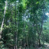 38 Acres Washington Parish images 5