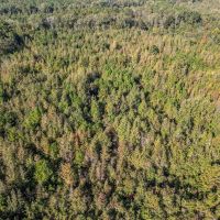38 Acres - Small Land for Sale in Copiah County MS images 2