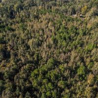 38 Acres - Small Land for Sale in Copiah County MS images 3