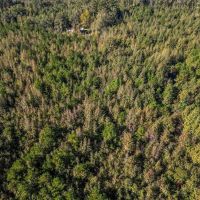 38 Acres - Small Land for Sale in Copiah County MS images 4