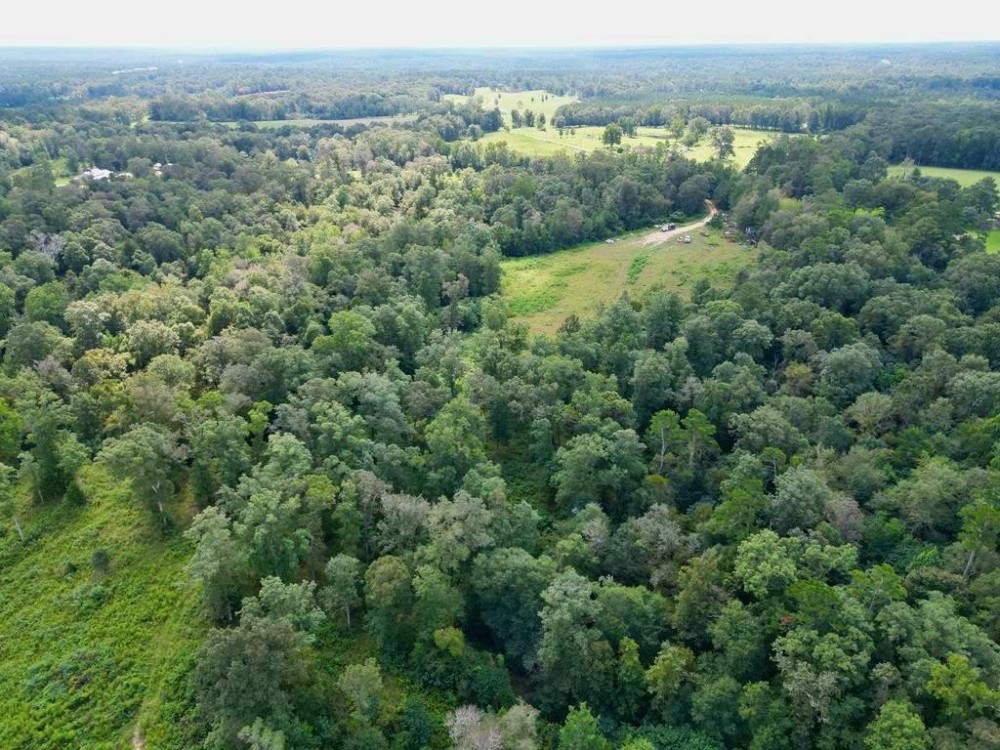 29.31 Acres of Rolling Hills Land for Sale in North Pike MS featured image