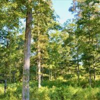 29.31 Acres of Rolling Hills Land for Sale in North Pike MS images 3