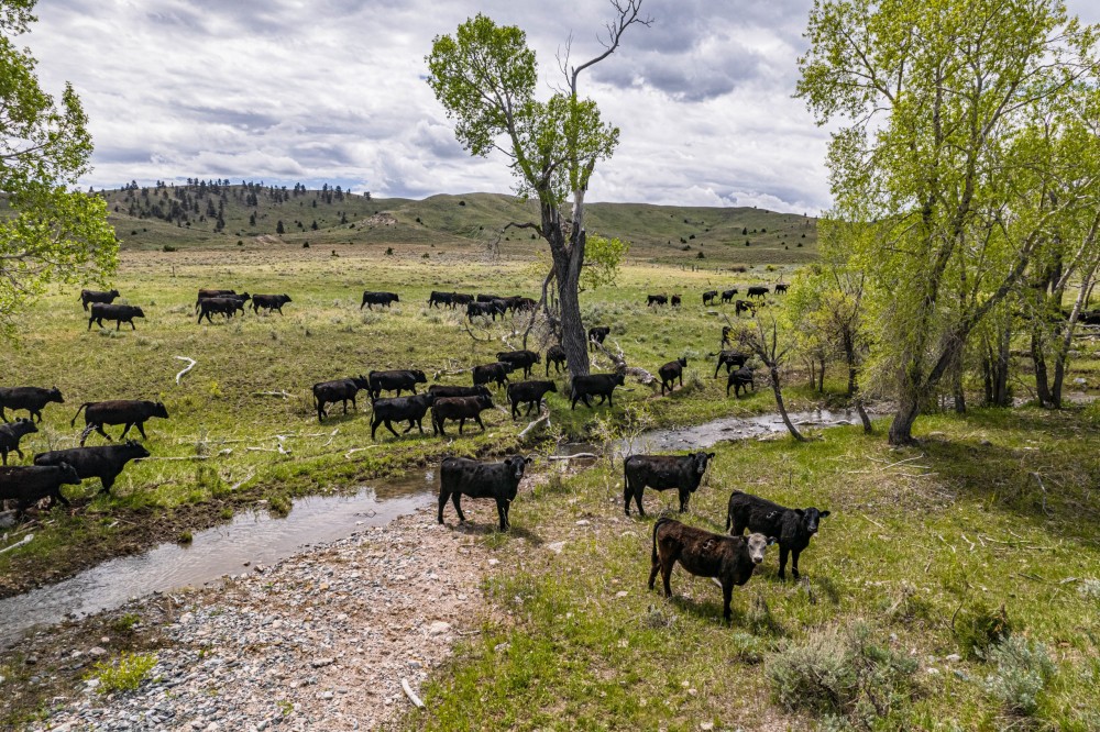 Coyote Creek Ranch featured image