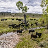 Coyote Creek Ranch