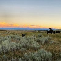 Arrow Ranch images 3