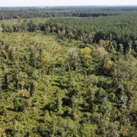 40 Acres Land for Sale Morehouse Parish LA images 2