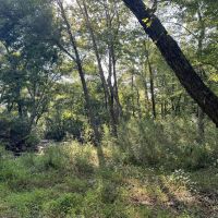 12.8 - Acres Near Quitman Arkansas images 4