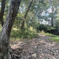12.8 - Acres Near Quitman Arkansas images 5