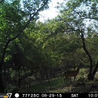 Rough Hill Country Ranch - Bandera County