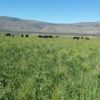 West Langell Valley - Hay Pasture Pivots - Bonanza images 2