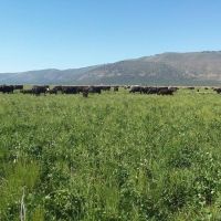 West Langell Valley - Hay Pasture Pivots - Bonanza images 3