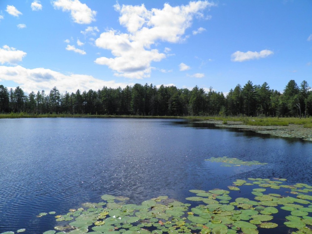 Cabin on Mary s Pond featured image