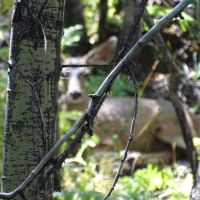 Pond Rock Elk and Cattle Ranch images 3