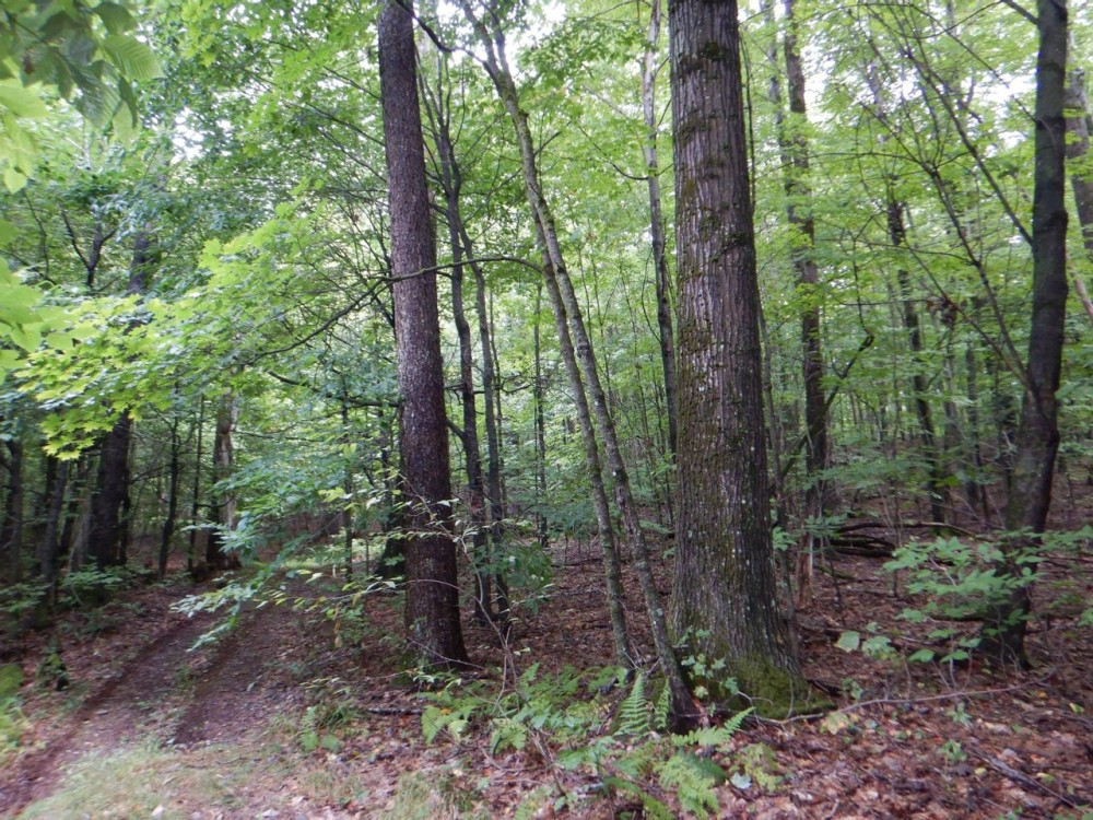 Squires Road Sanctuary featured image