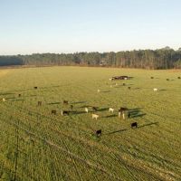 Lillian Farmland Development images 4