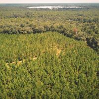 Jennings Bluff