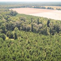 Jennings Bluff images 3