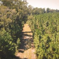 Jennings Bluff images 4